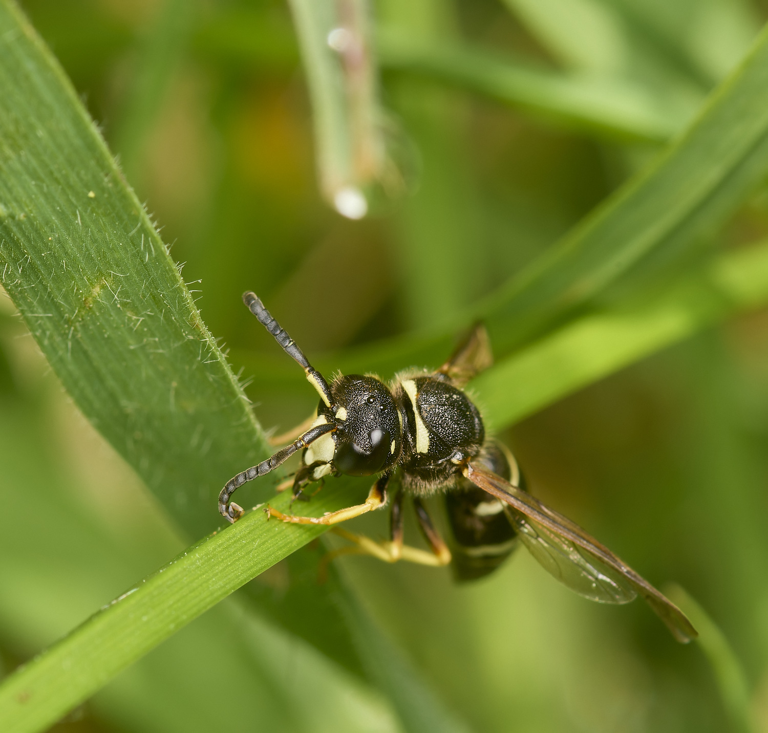 HicklingFenMasonWasp180624-3-NEF-