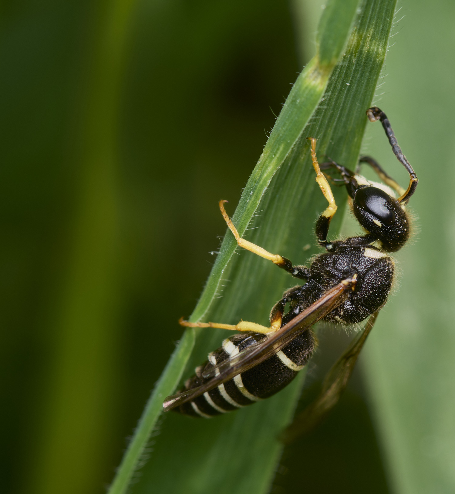 HicklingFenMasonWasp180624-4-NEF-