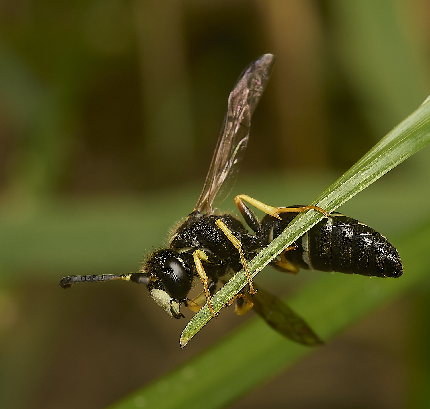 HicklingFenMasonWasp180624-5-NEF-