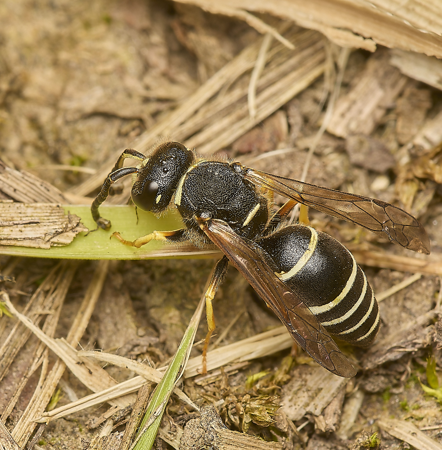 HicklingFenMasonWasp180624-7-NEF-