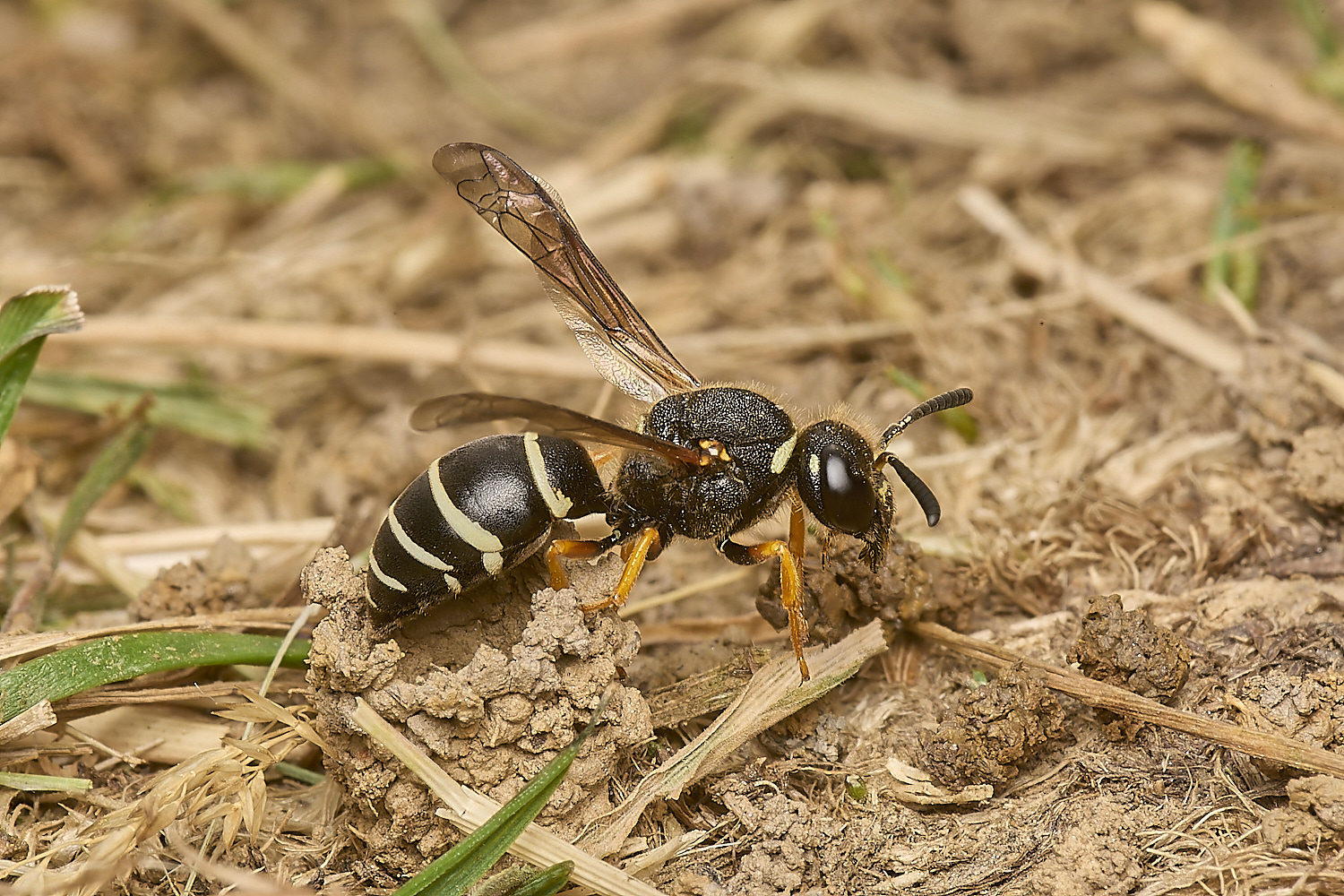 HicklingFenMasonWasp240624-13-NEF-