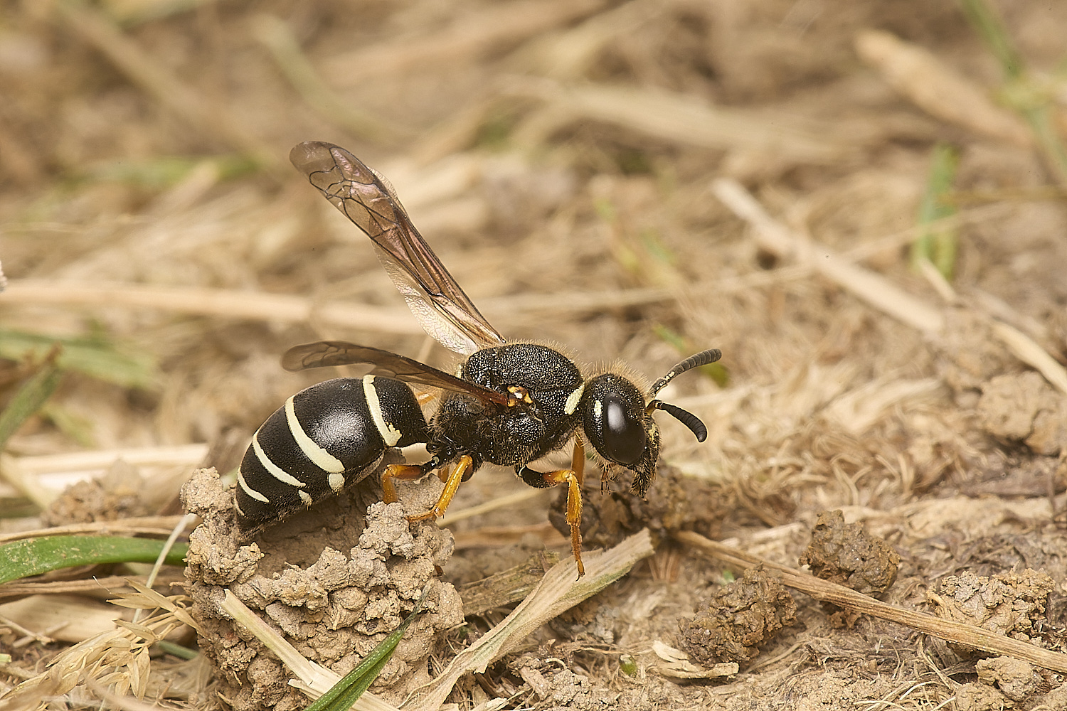 HicklingFenMasonWasp240624-14-NEF-