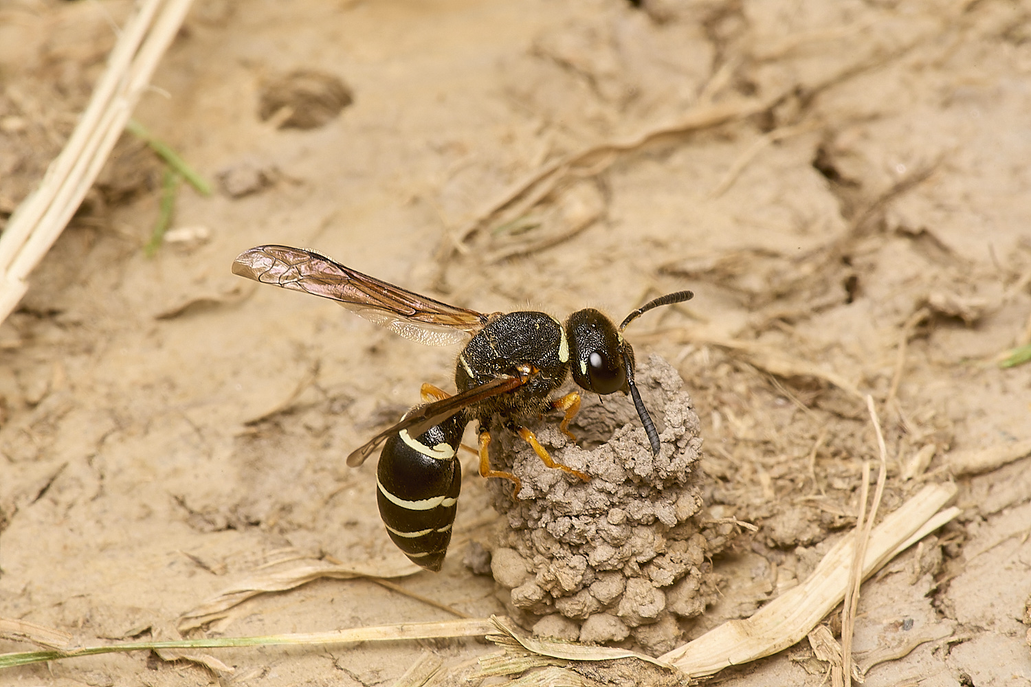 HicklingFenMasonWasp240624-6-NEF-