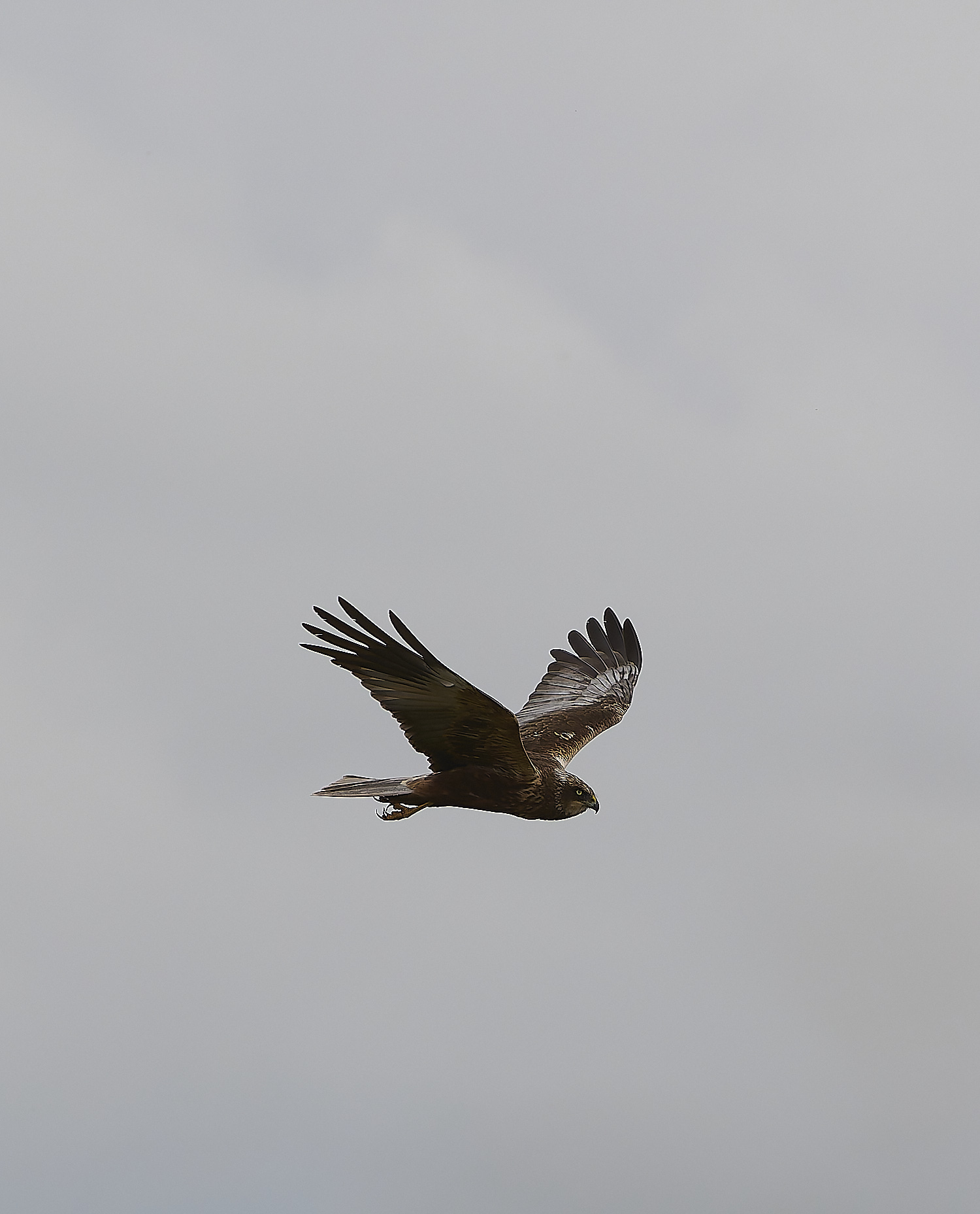 HicklingMarshHarrier120624-2-NEF-