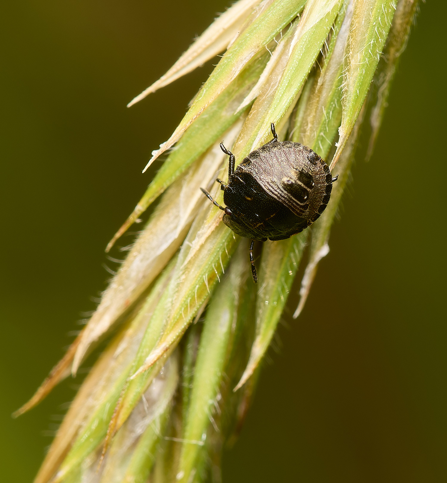 HicklingShieldbug2200624-1