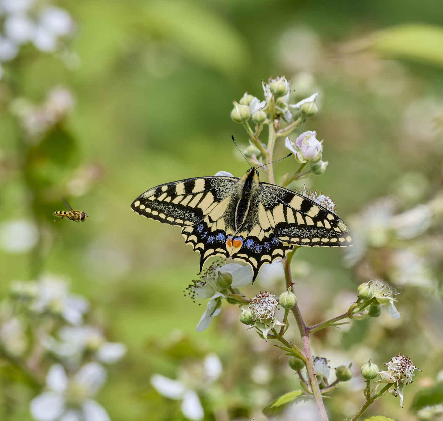 HicklingSwallowtail200624-2-NEF- 1