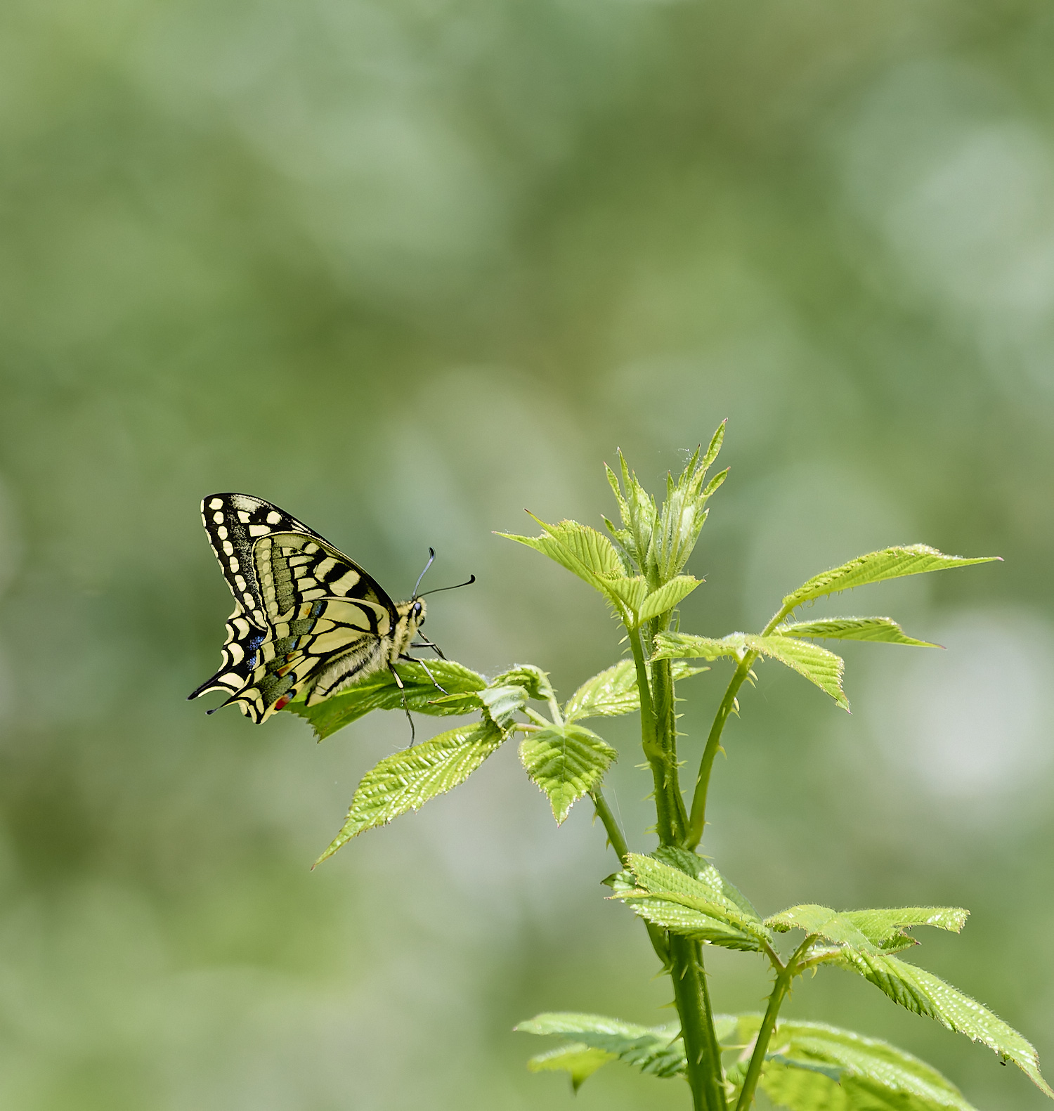 HicklingSwallowtail200624-3-NEF- 1