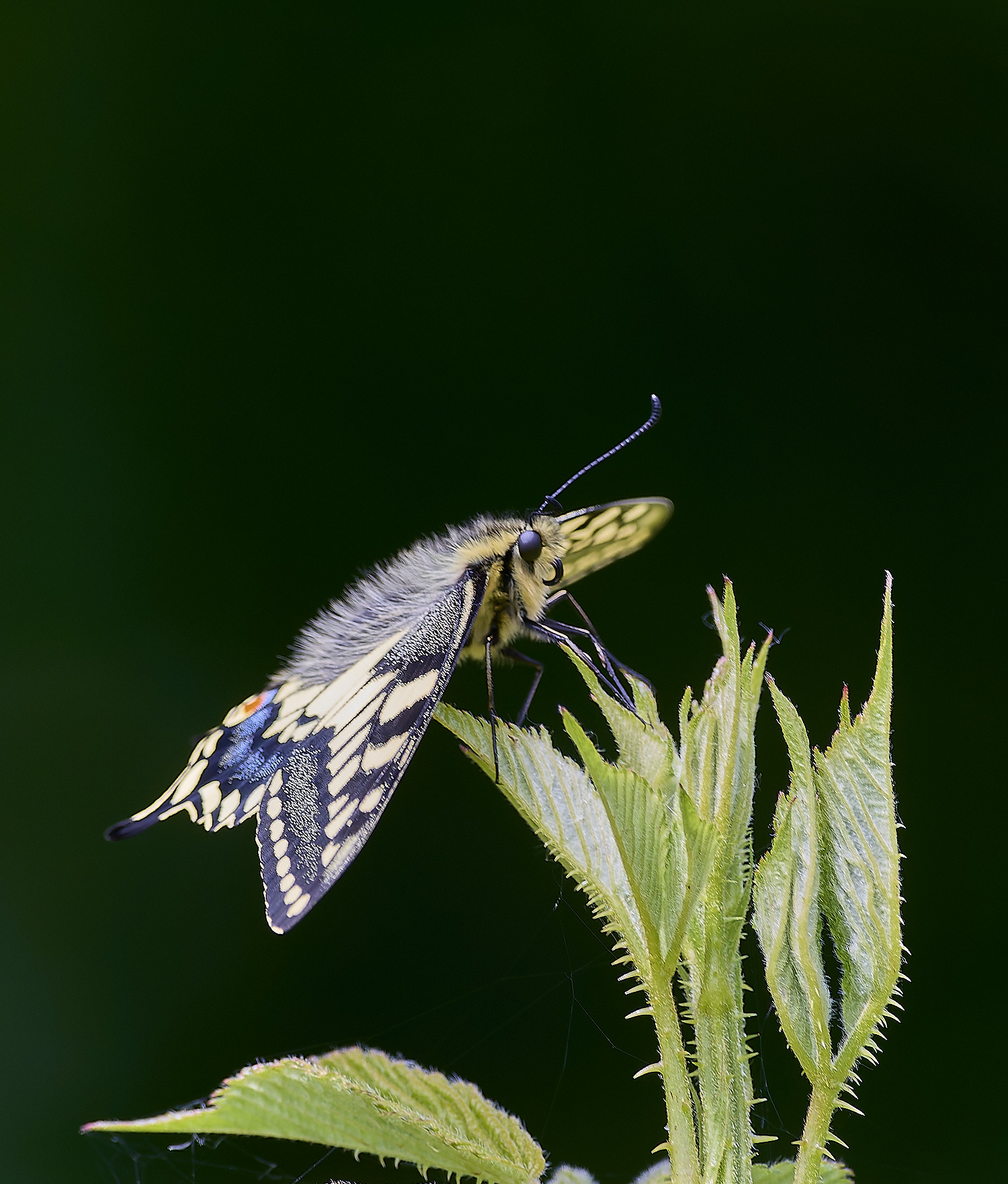 HicklingSwallowtail200624-4-NEF- 1