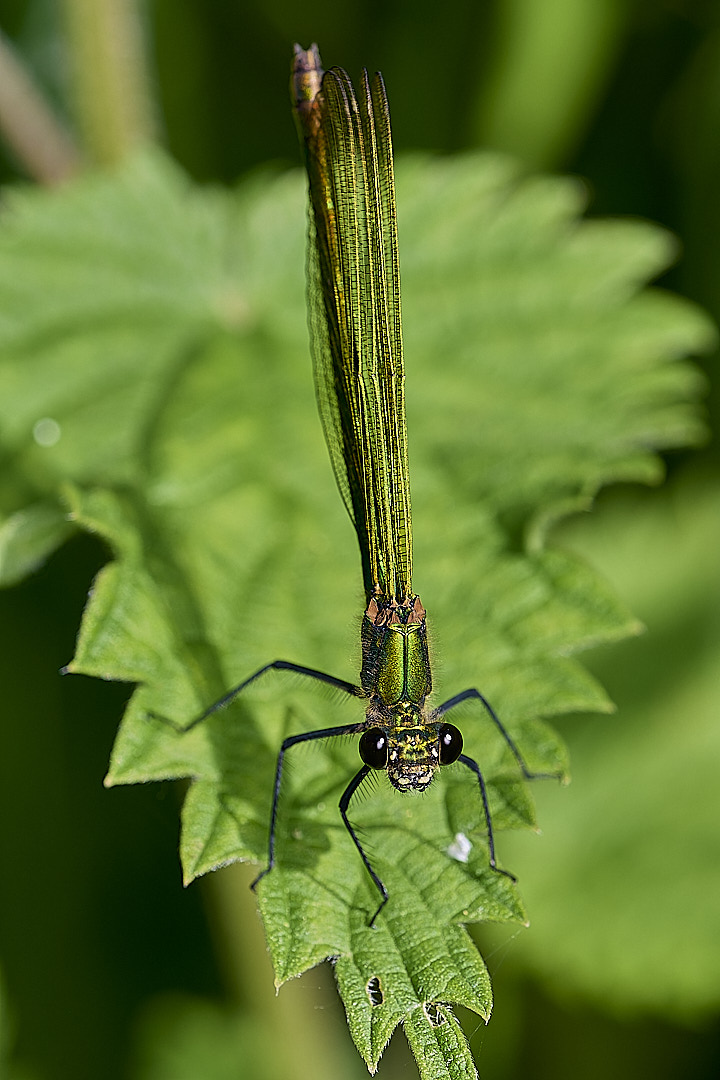 HoeRoughBandedDamsel020624-10