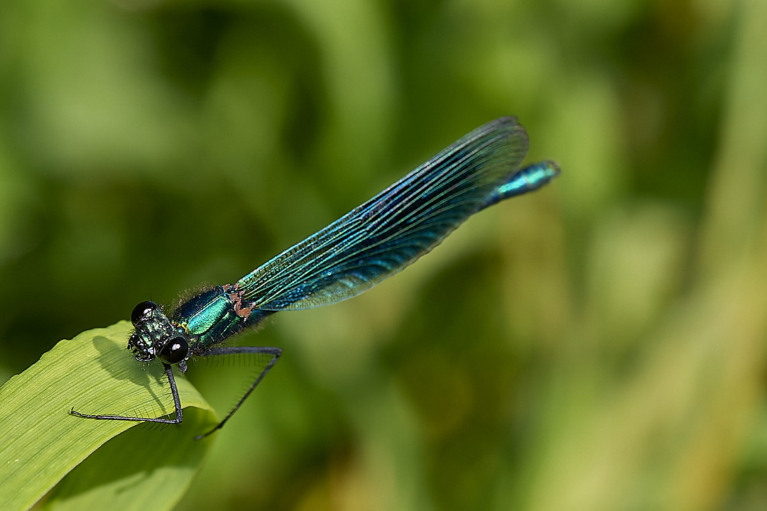 HoeRoughBandedDamsel020624-4