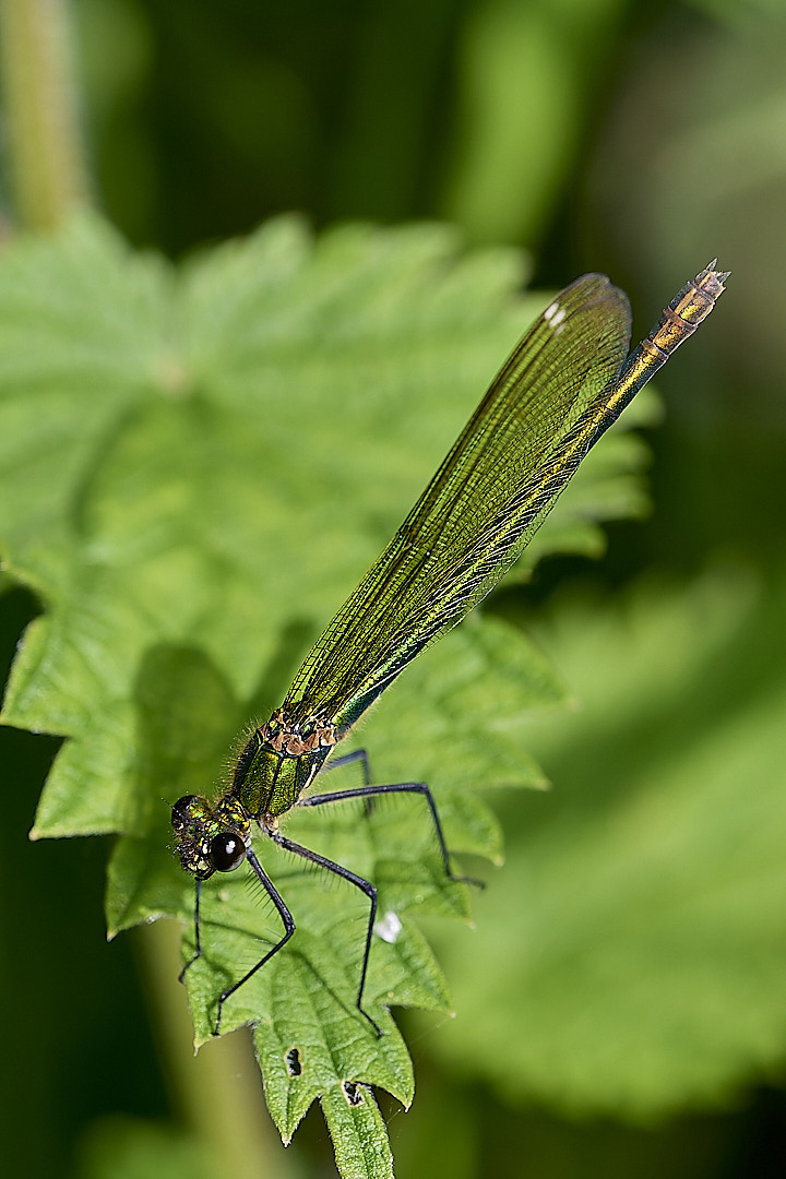 HoeRoughBandedDamsel020624-9