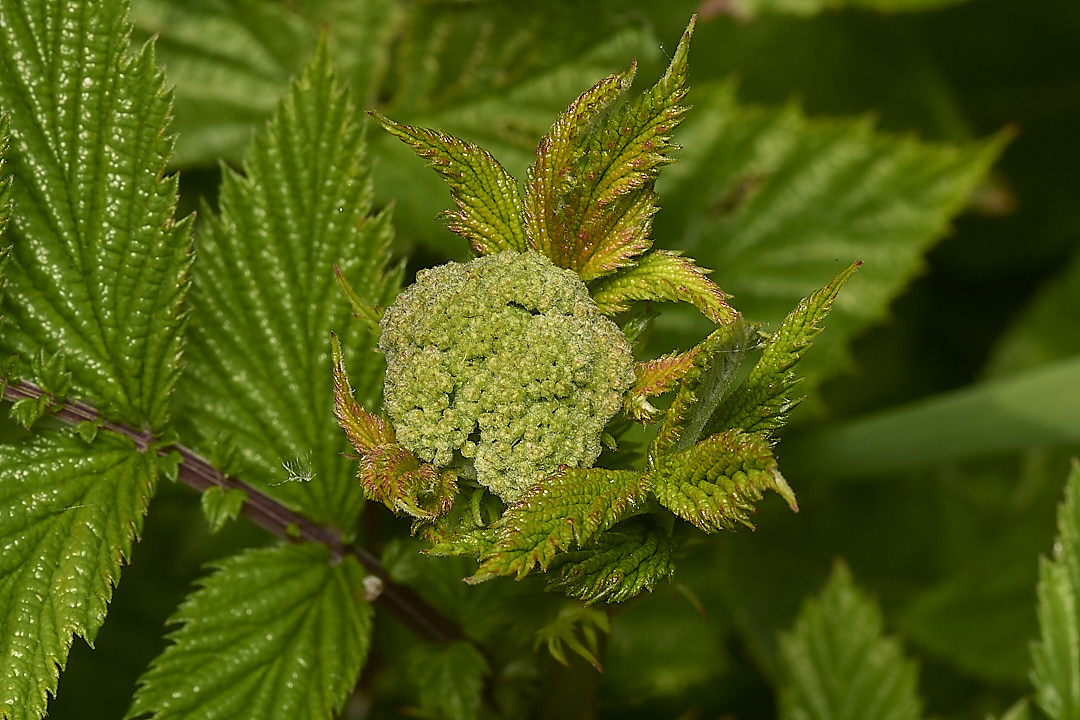 HoeRoughMeadowsweet020624-1