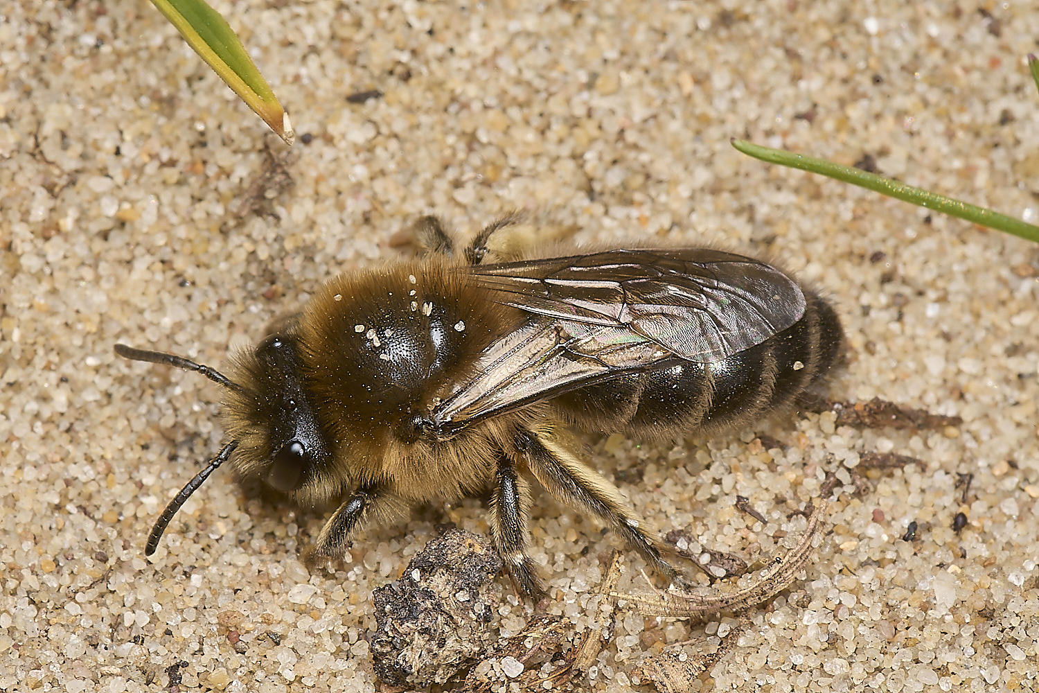 HolkhamEarlyColletes070424-2-NEF-