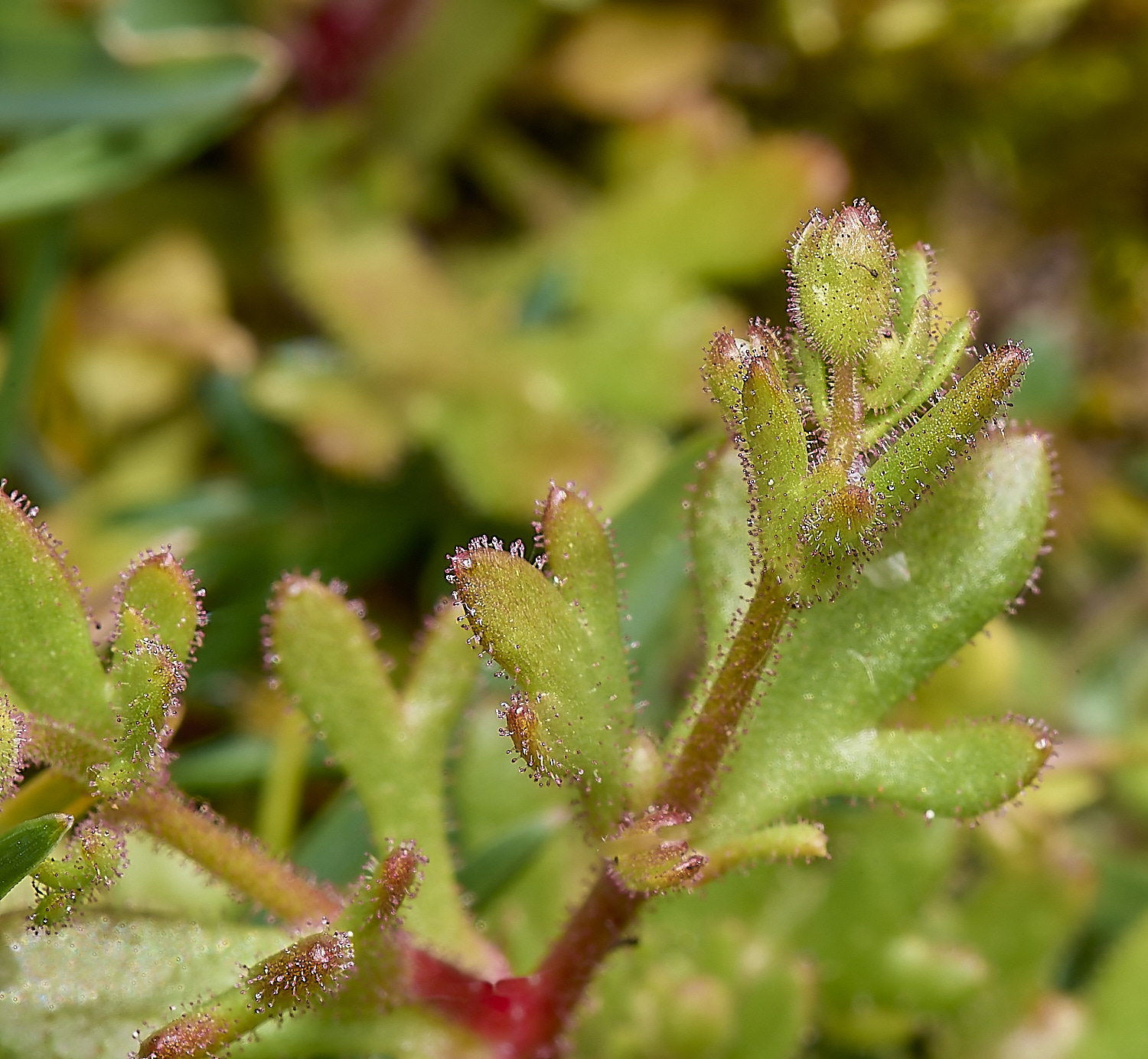 HolkhamSaxifrage070424-2-NEF- 1