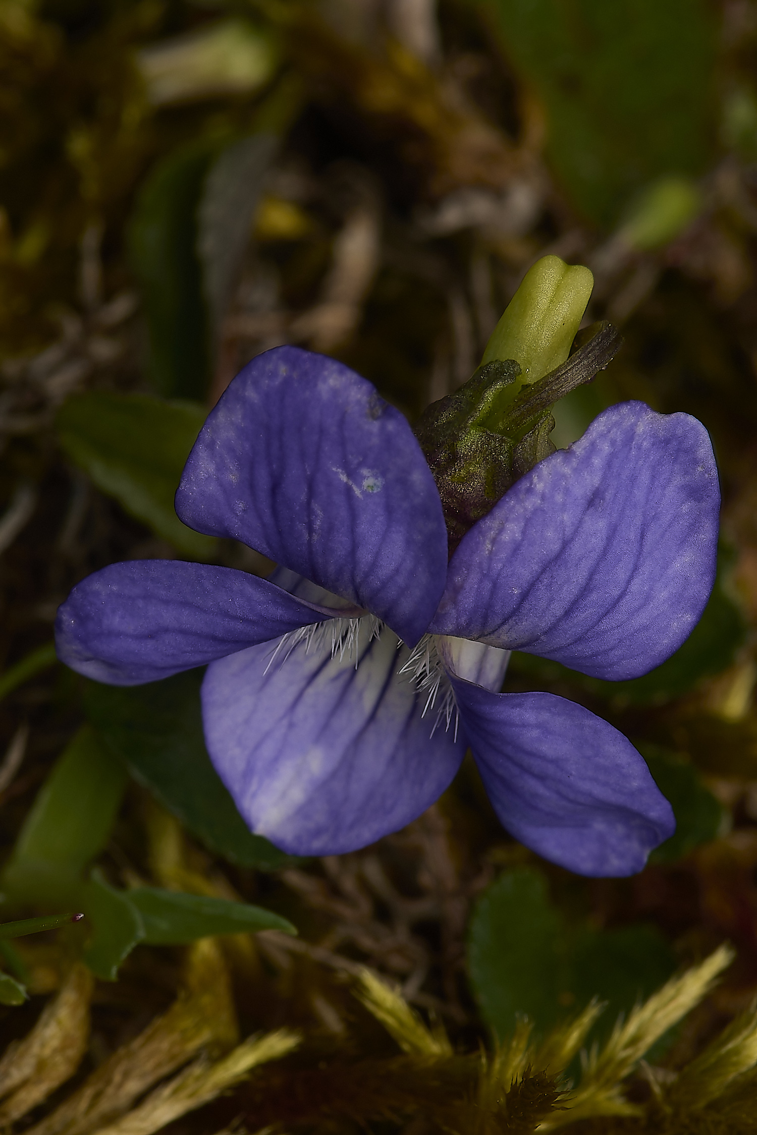 HolkhamWInterViolet070434-1-NEF-