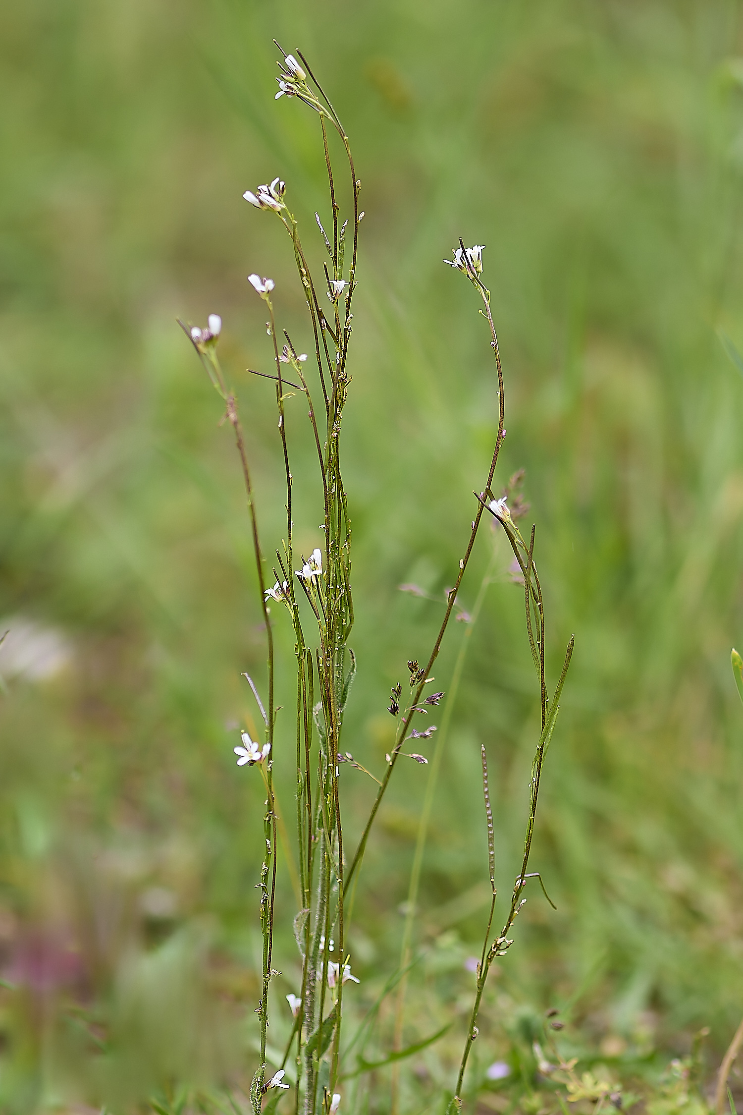 IckburghAhirsuta150624-1