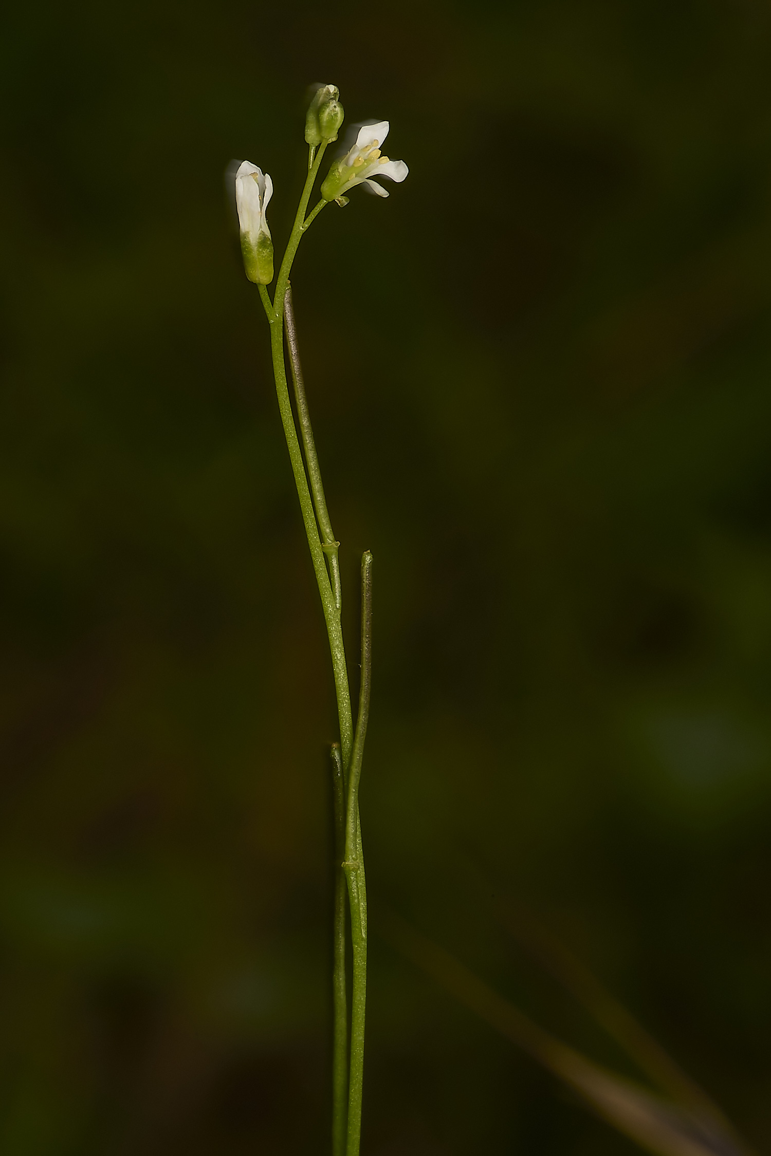 IckburghAhirsuta150624-2