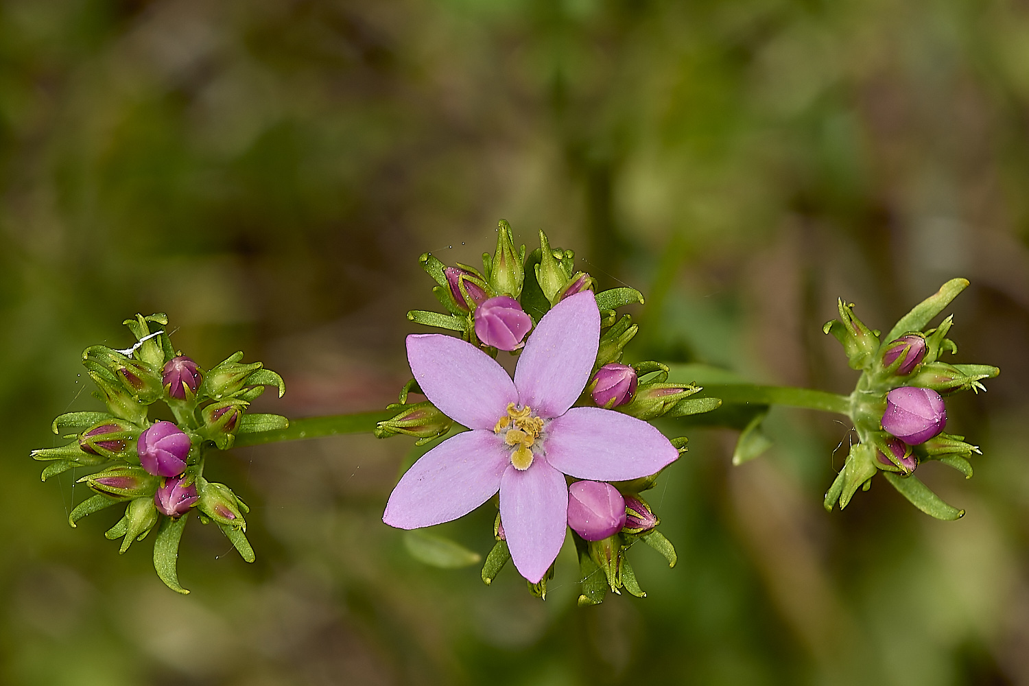 IckburghCentaury190624-2-NEF-