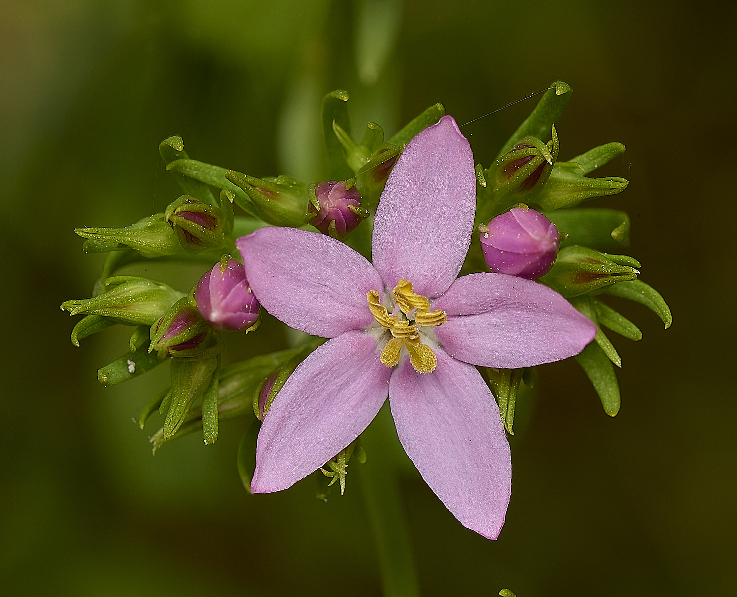 IckburghCentaury190624-3-NEF-