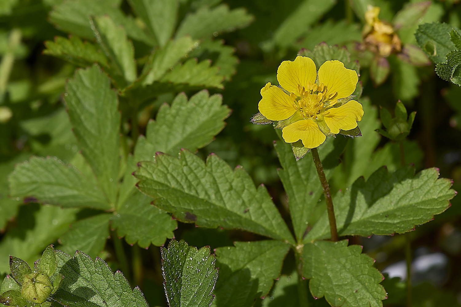 IckburghCreepingCinquefoil19-624-1190624-1-NEF-