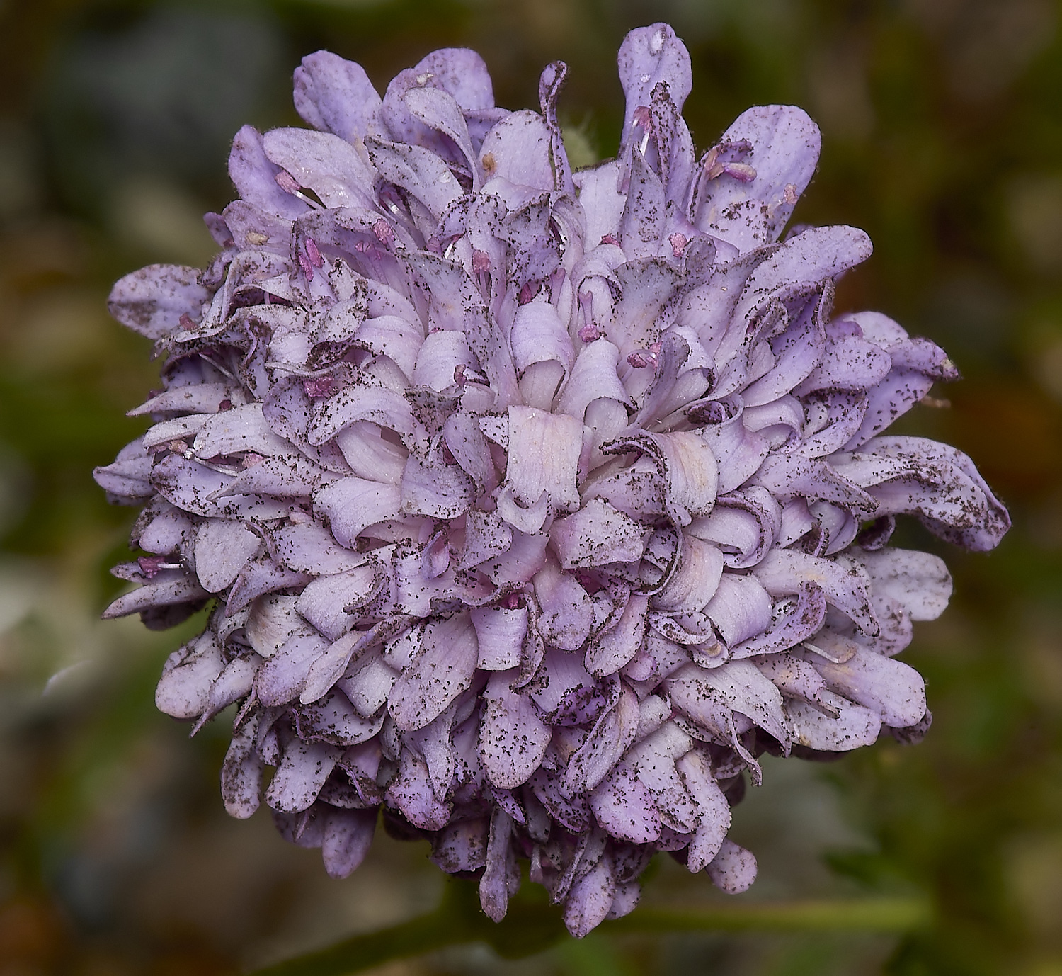 IckburghFasciatedFieldScabious150624-1