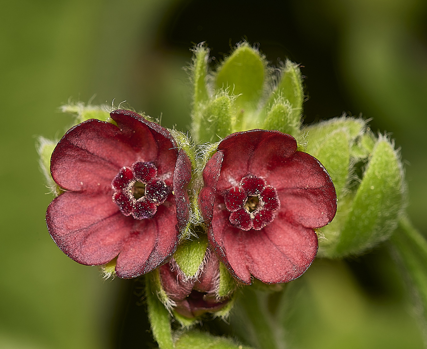 IckburghHorehound190624-4-NEF-