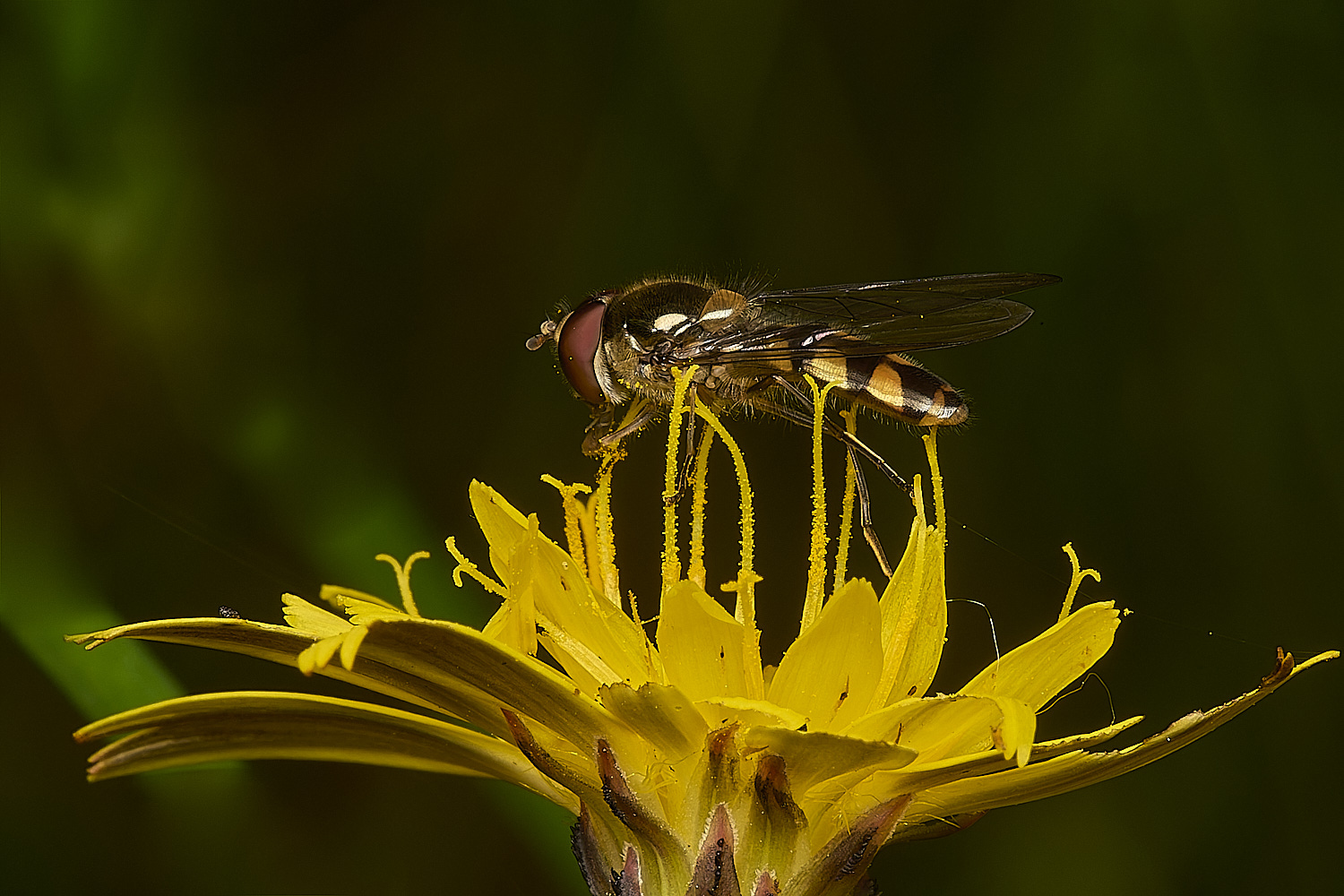 IckburghHoverfly190624-1-NEF-