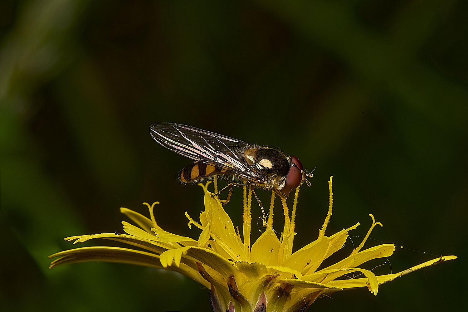 IckburghHoverfly190624-2-NEF-