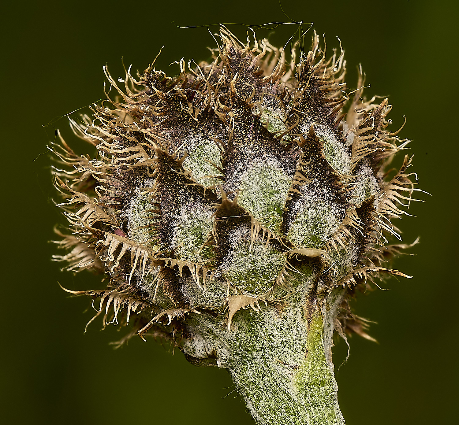 IckburghKnapweed190624-1-NEF-