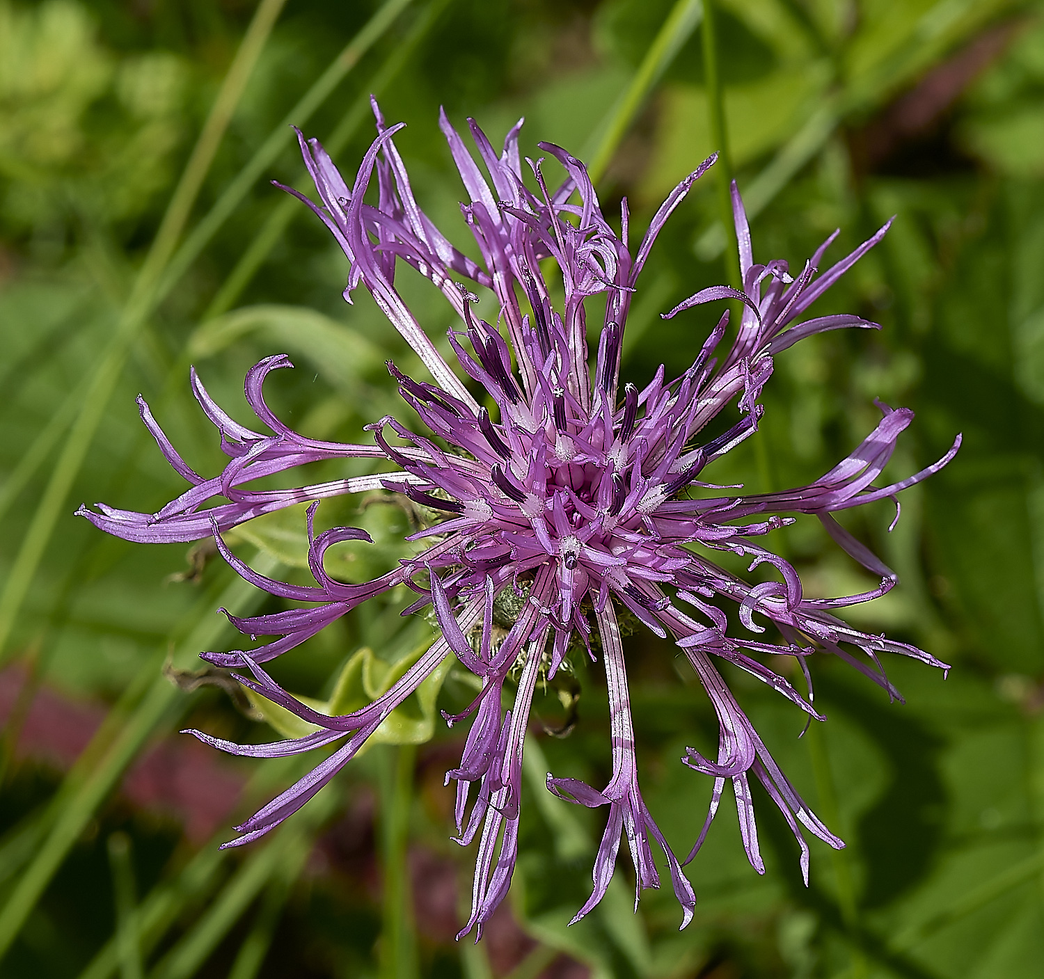 IckburghKnapweed190624-3-NEF-