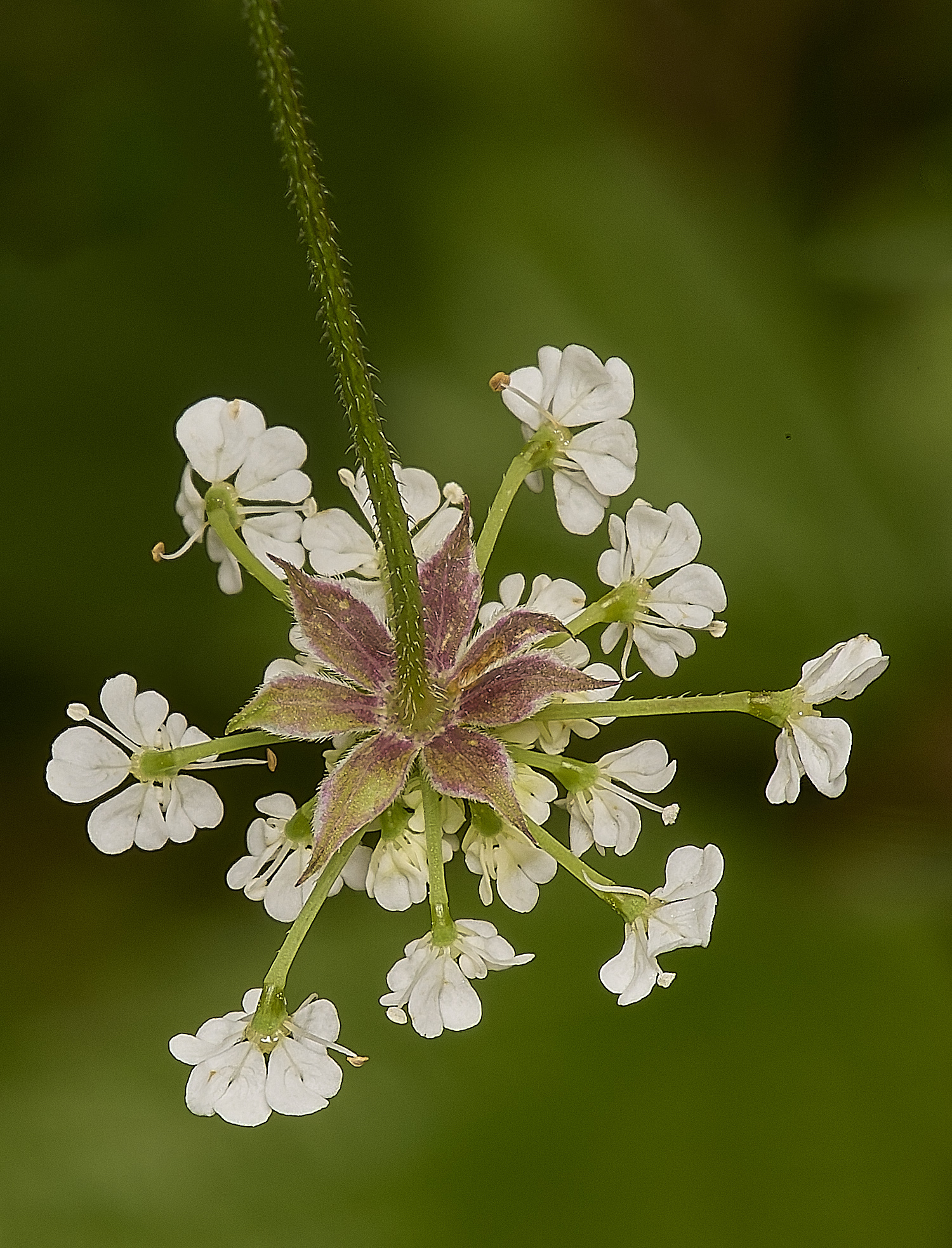 IckburghRoughChervil190624-1-NEF-