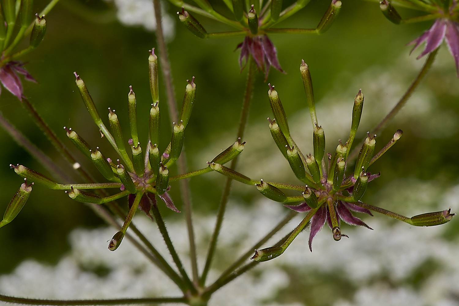 IckburghRoughChervil190624-2-NEF-