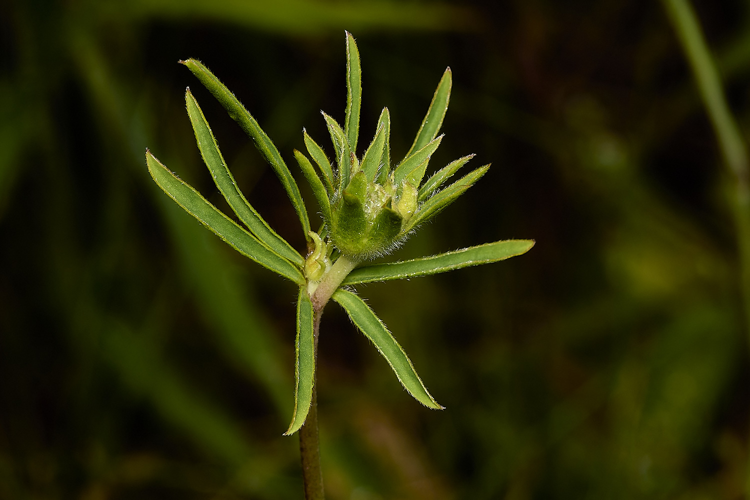 IckburghSmallScabious150624-1