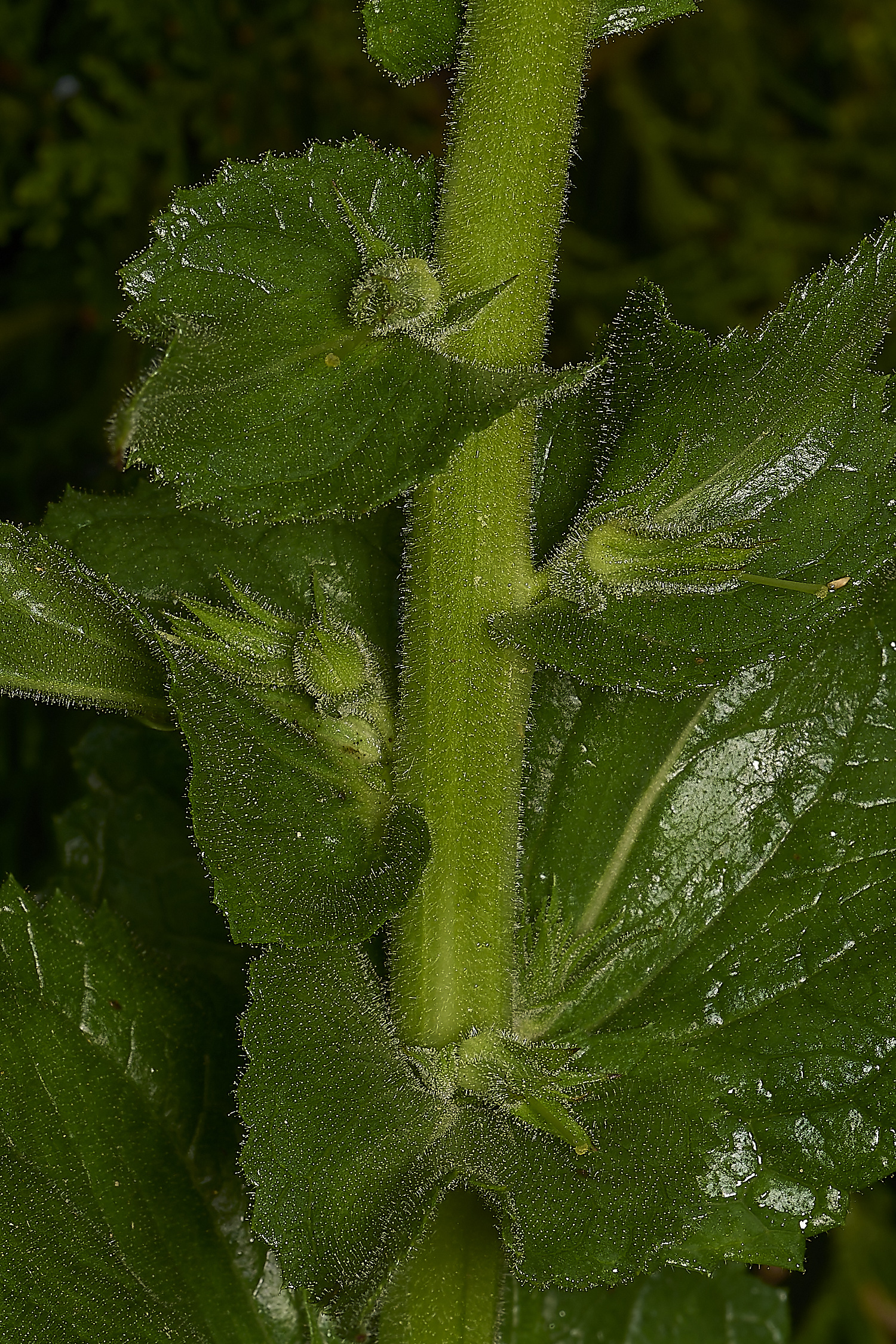 IckburghVerbascum150624-1