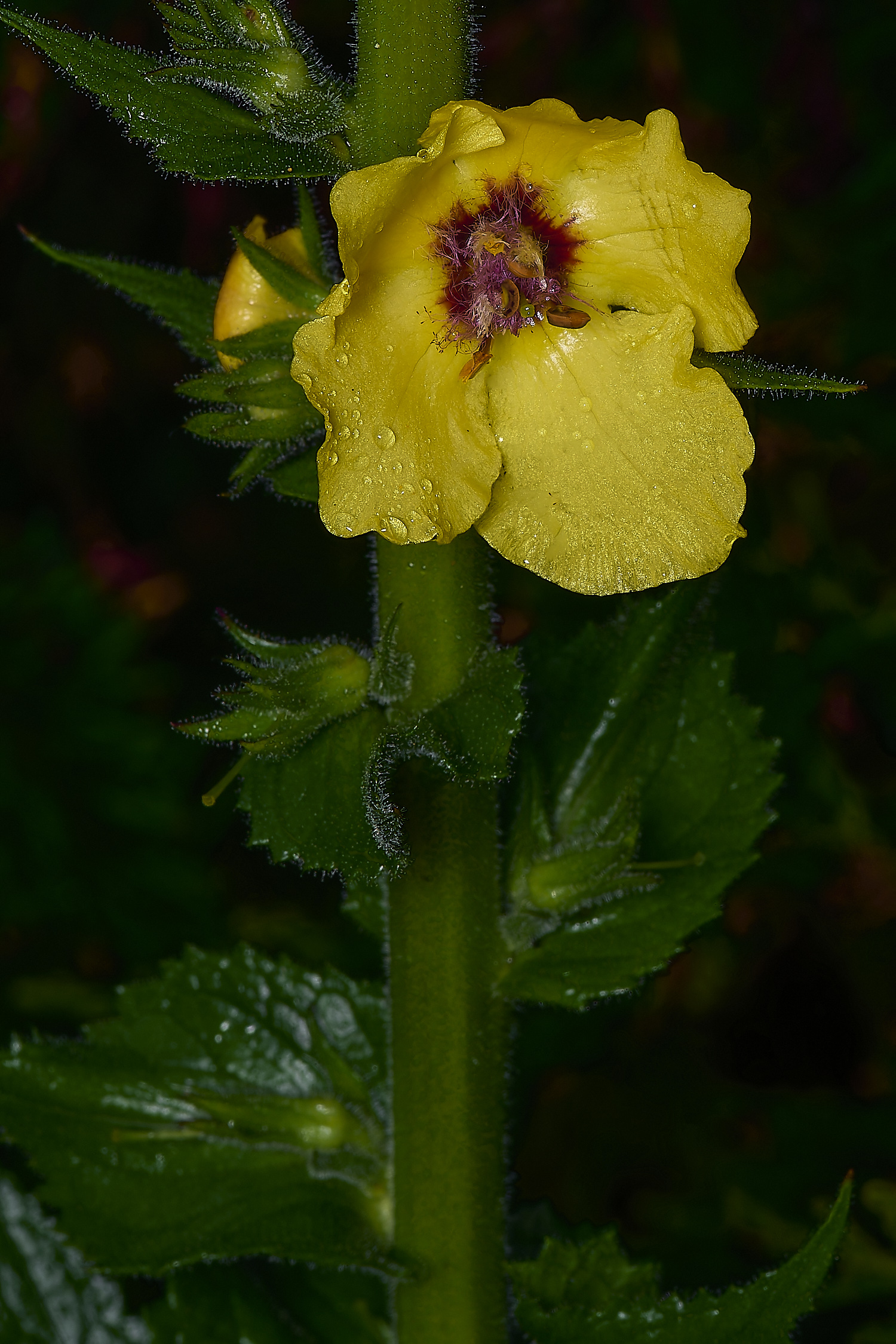 IckburghVerbascum150624-2