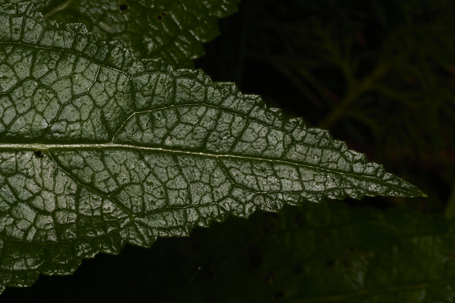 IckburghVerbascum150624-3