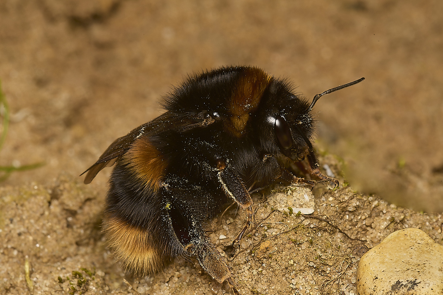 NorwichBumbleBee250324-1