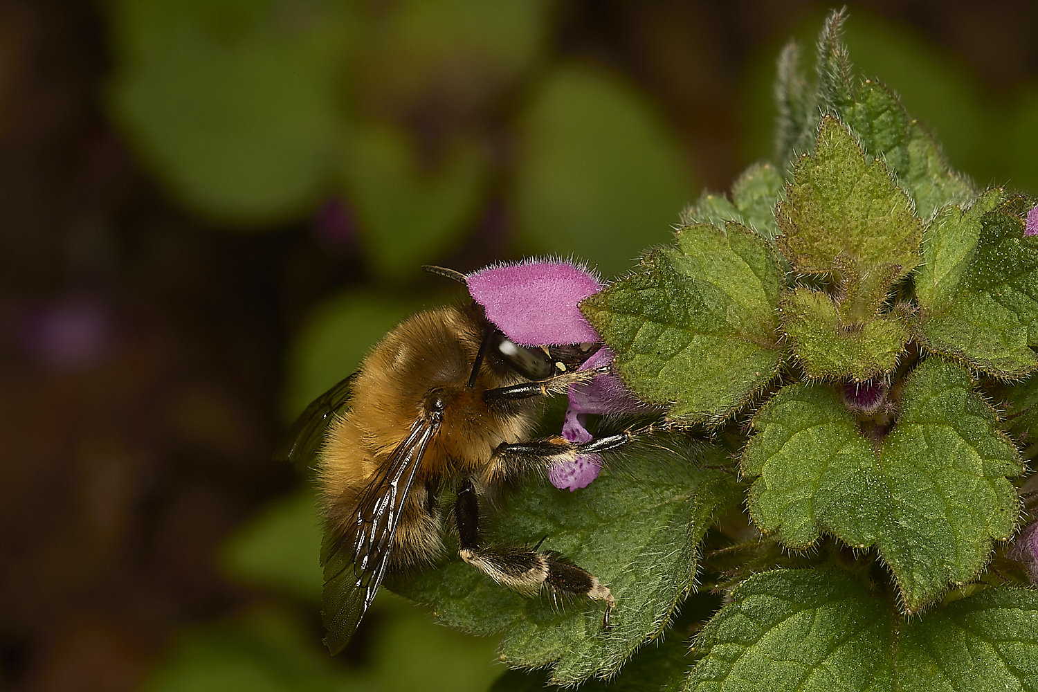 NorwichHairy-footedFlowerBee250324-1