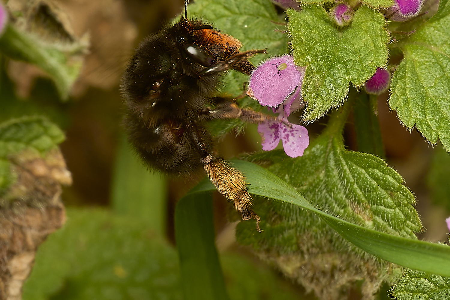 NorwichHairy-footedFlowerBee250324-6