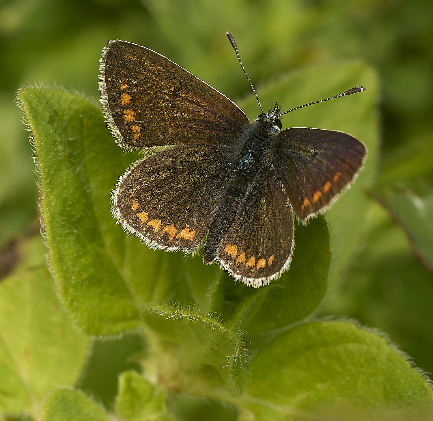 OldSulehayBrownArgus200524-1