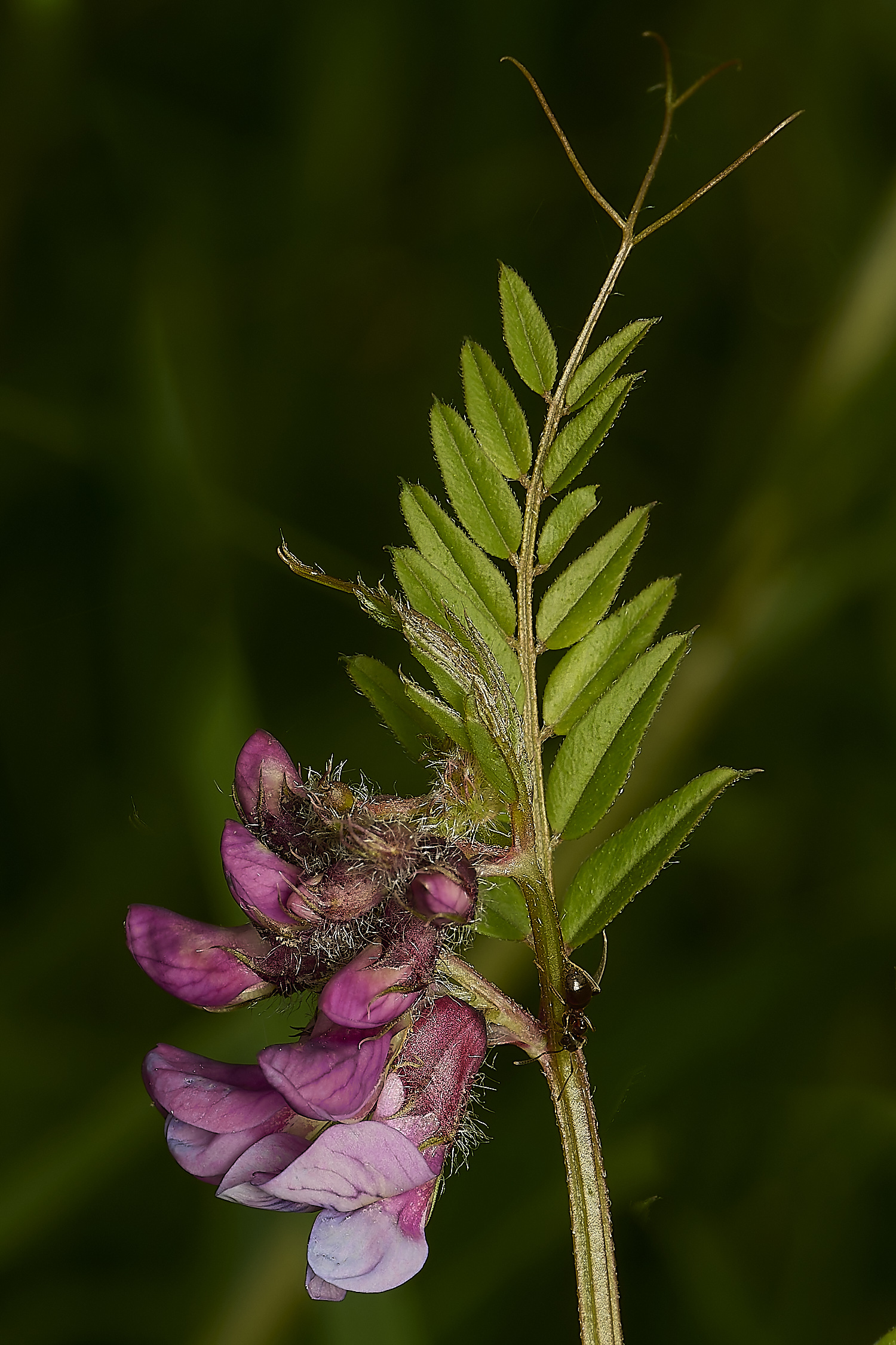 OldSulehayBushVetch200524-1