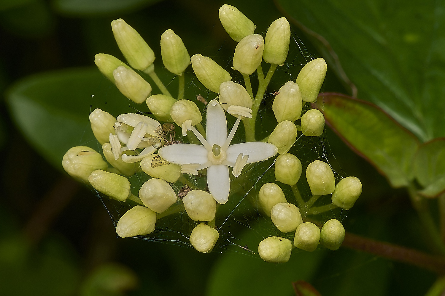 OldSulehayDogwood200524-1