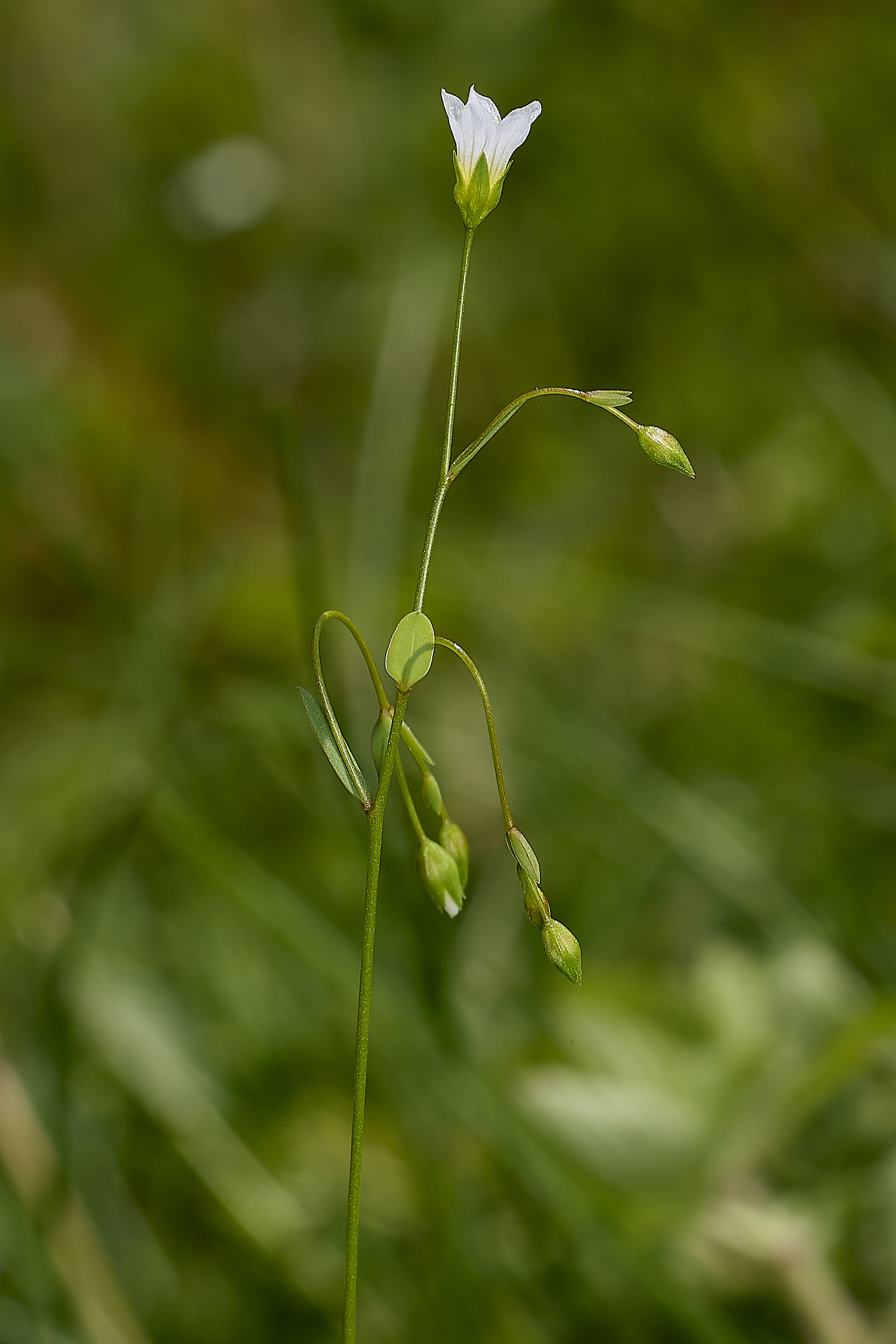 OldSulehayFairyFlax200524-1