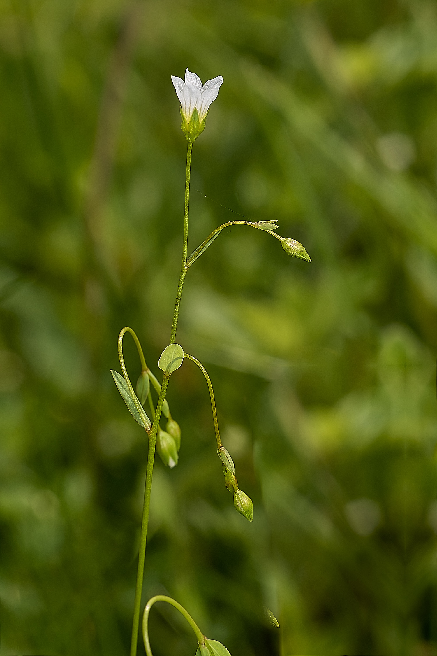 OldSulehayFairyFlax200524-2