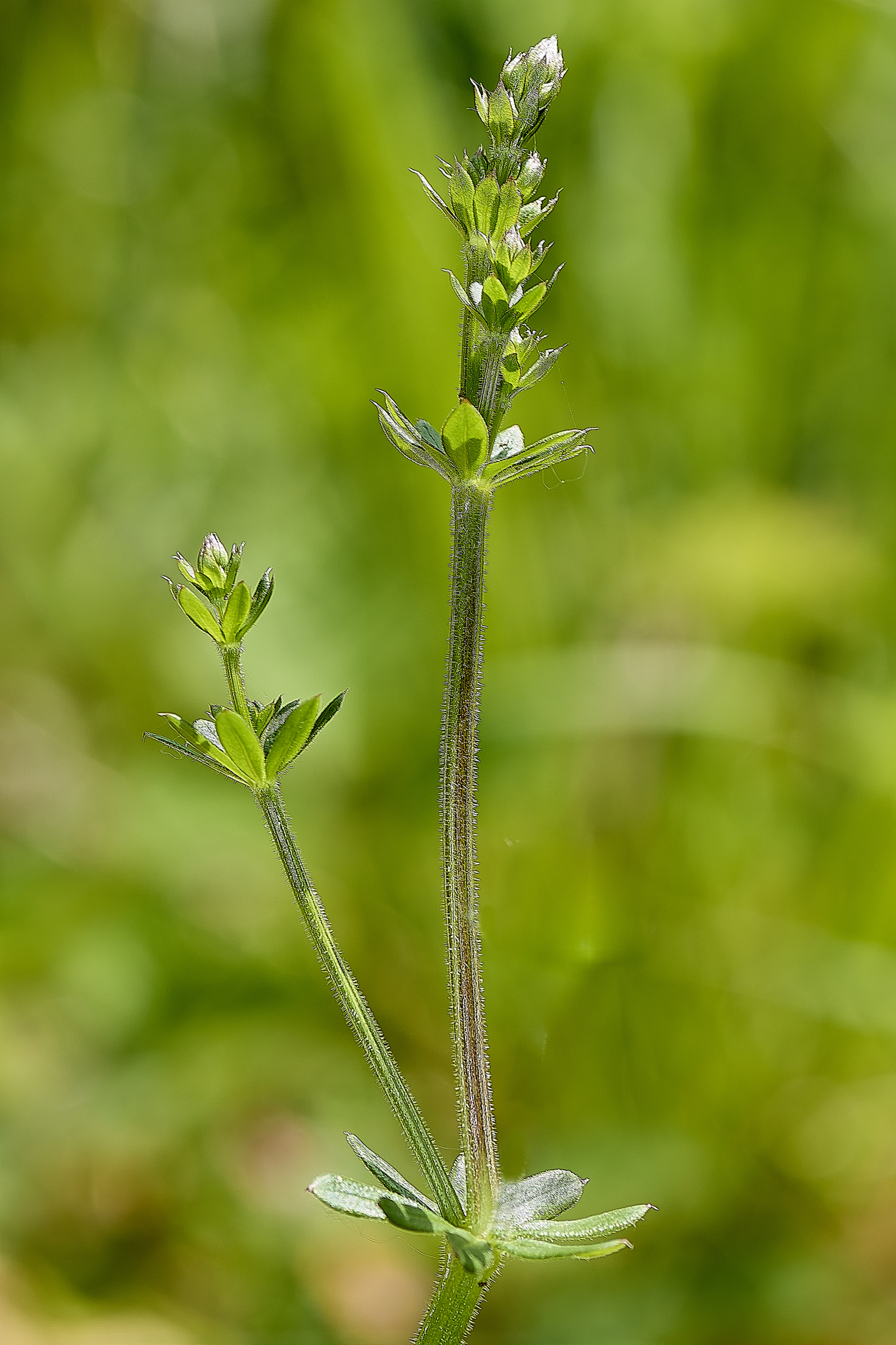 OldSulehayGaliumSp200524-2