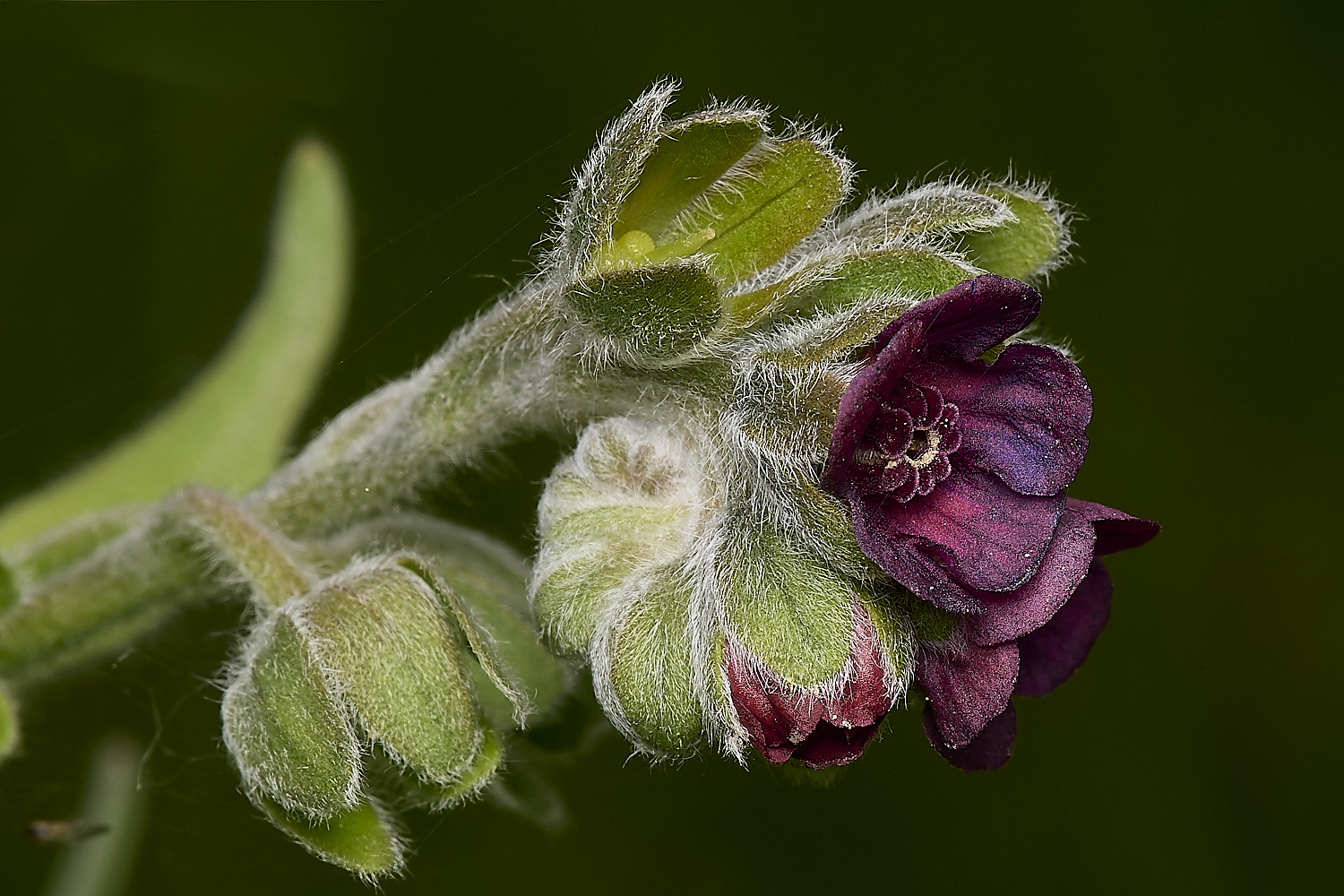 OldSulehayHound&#39;sTongue200524-1