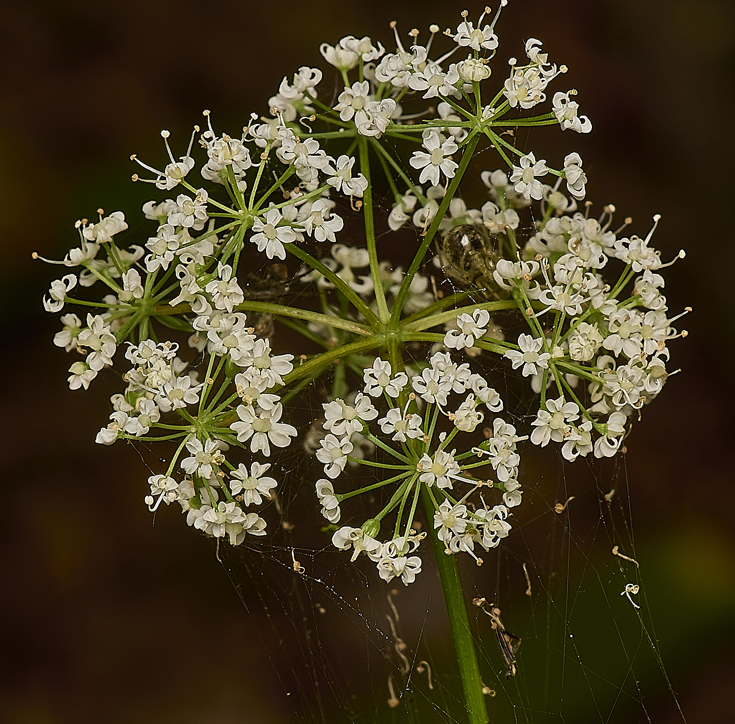 OldSulehayPigNut200524-1