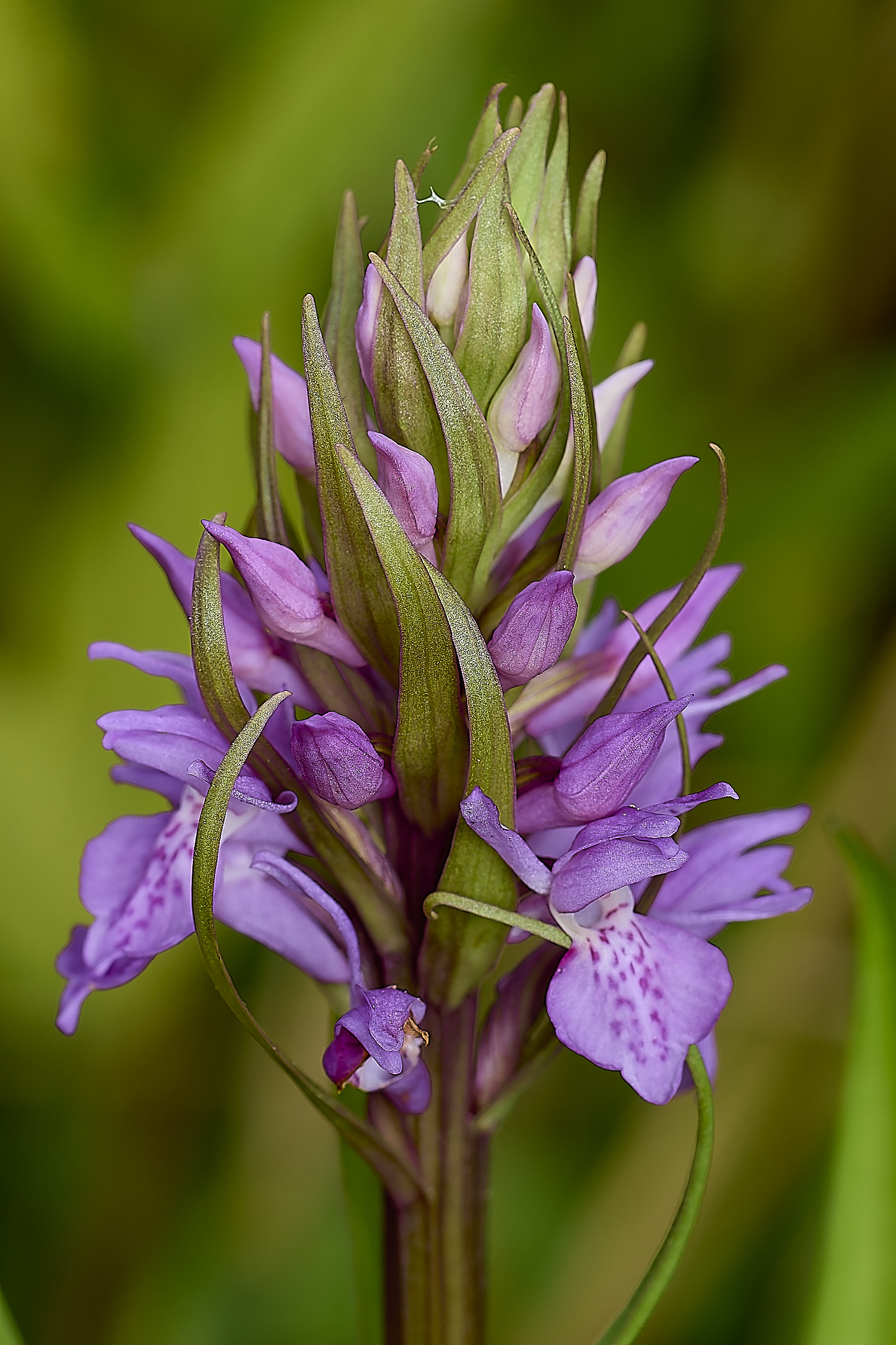 RanworthDactylorhiza040624-1