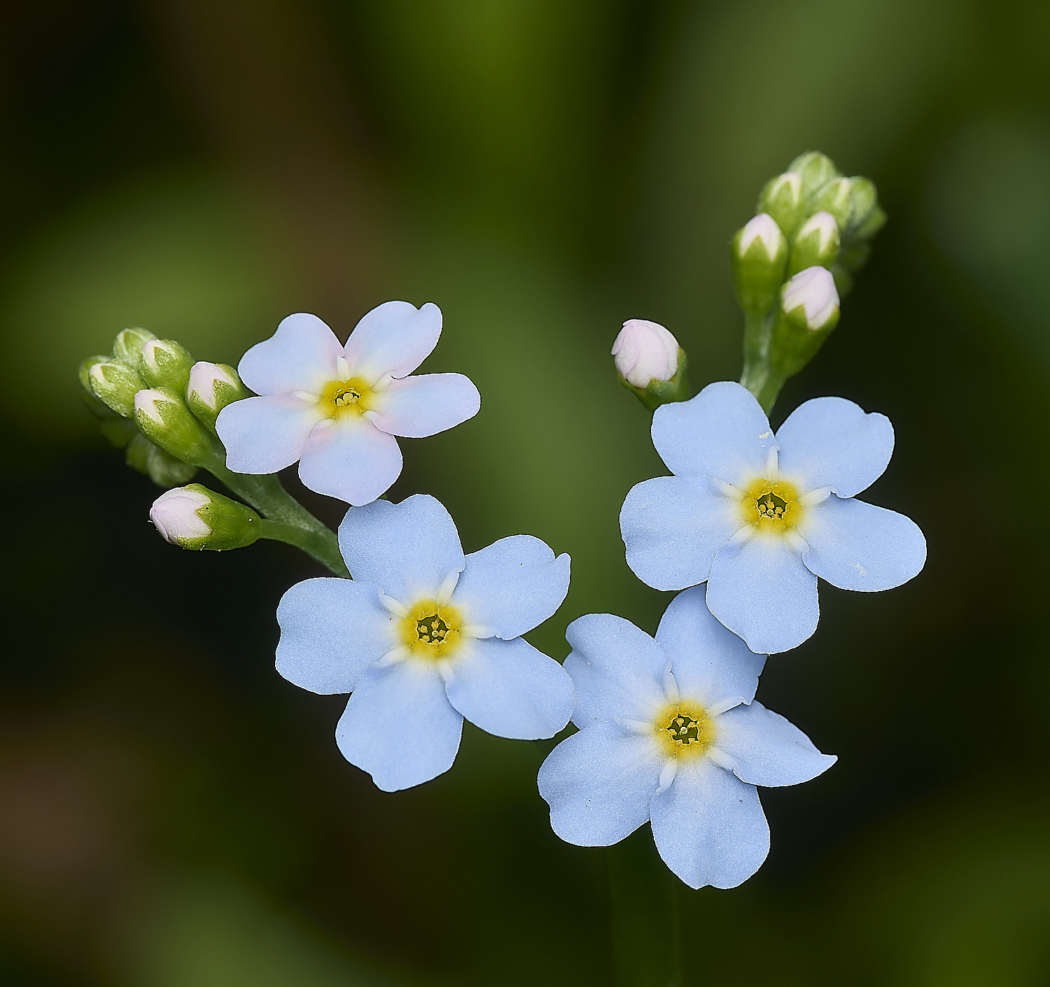 RanworthMyosotis040624-2