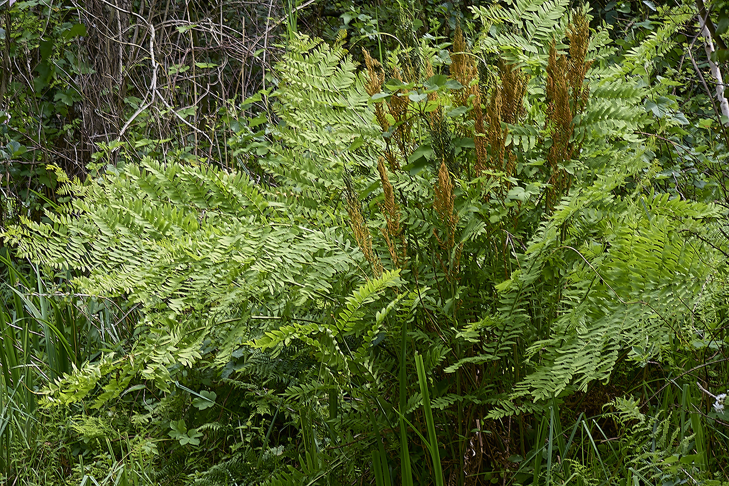 RanworthRoyalFern040524-1